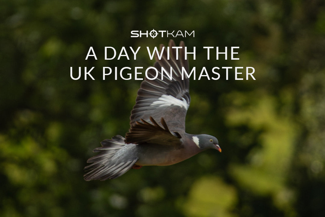 Pigeon shooting tips in Europe: Detailed image of a pigeon mid-flight, offering insights from the UK Pigeon Master.